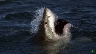 The Largest Great White Sharks Ever Found Off US Waters!