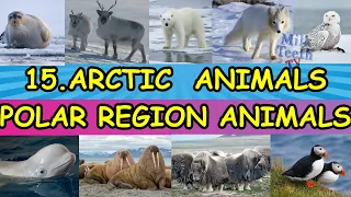 15 Interesting Arctic Animals or Animals of North pole with Pictures and facts for Smart Kids