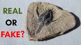 Real vs. Fake Trilobite Fossils and How to Tell the Difference (Revised)