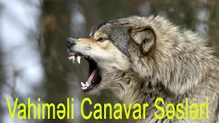 Dünyanın ən Qorxulu 10 Canavar Ulaması ( Kurt sesi ) ( Wolf howl )