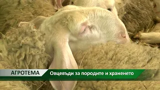 Агротема: Овцевъди за породите и храненето, автор: Мирела Спасова