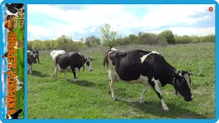 выгнали коров на пастбище