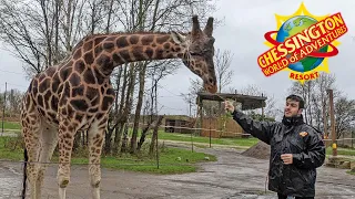 Zootastic Weekends Event Full Walkthrough at Chessington World of Adventures (Jan 2022) [4K]