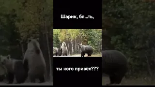 Шарик,бл***ть, ты кого привёл?!))