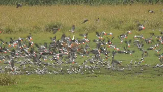 African Grey Parrot (Psittacus erithacus) and African Green Pigeon (Treron calvus)