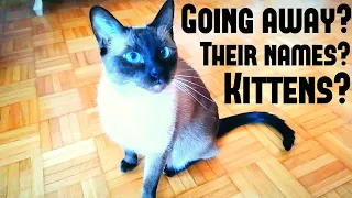 It's hard to talk when Siamese cats are meowing constantly! (Sa srpskim titlom)