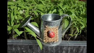 The garden - Proper watering of seedlings