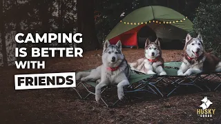 Camping With Dogs + Tips | Husky Squad