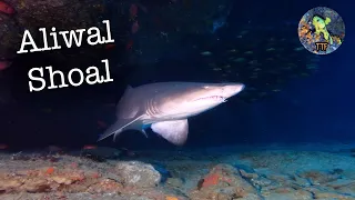 Aliwal Shoal Reef Dives 4K - South Africa