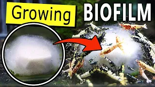 I Feed my Shrimps with Biofilm - SHOULD YOU? How to grow biofilm ultimate FOOD in your aquarium