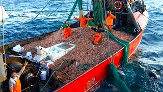 Net Fishing Shrimp, Catch Hundreds Tons Shrimp on sea - Shrimp processing frozen in vessel !!