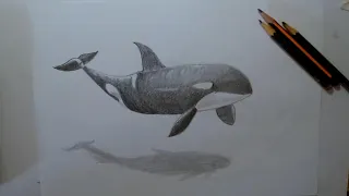 como desenhar uma ORCA