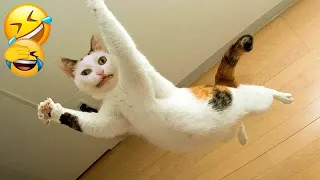 Funniest Dogs and Cats 🤣😹 Funny Animal Moments 2024 ❤️