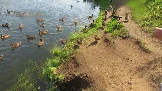 Утки атакуют! Ducks are attacking! Утки в большом количестве идут в атаку!😀