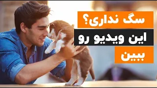 چیزهایی که اگر درباره سگ ها بدونی🤭، عاشقشون میشی🐶 (11 حقیقت علمی)