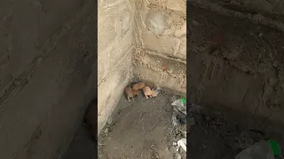 saw these adorable puppies near an uncompleted building abandoned by their mother....