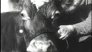 A cow gives birth to triplets at a farm in Bristol, Pennsylvania. HD Stock Footage