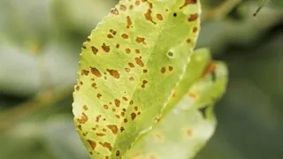 Antracnoza frunzelor de cireş şi vişin :cauze, simptome, combatere și prevenire