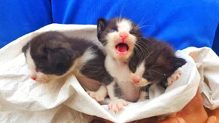 Homeless kittens waiting for Mother cat