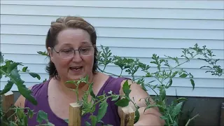 Atomic Grape Cherry Tomatoes Make My Garden Fun