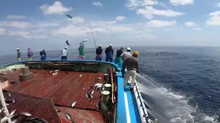 🇯🇵Mancing cakalang coy‼️Astaga ikan'nya gak habis-habis😱😱😱 #skipjack #japan