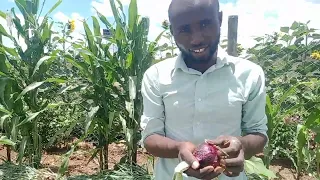 ONION FARMING! increase onions yields
