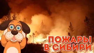 ПОЖАРЫ В СИБИРИ! ЧТО ПРОИСХОДИТ НА САМОМ ДЕЛЕ?