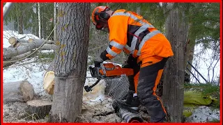 How a Professional Cuts a Rotten Aspen Down With a Chainsaw