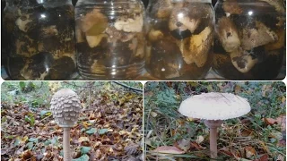Маринованные грибы "Зонтики"