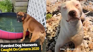 Top 16 Funniest Dog Moments Caught On Camera | Best Dog Videos Of 2020