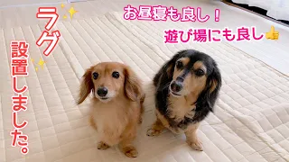 【ダックスフンド】愛犬たちの居場所を衣替え＆日向ぼっこ用にとラグ購入しました☆