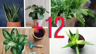 12 Plantas Para Los Lugares Más Oscuros Del Interior De Tu Casa