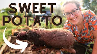 2022 Sweet Potato Harvest | Summer Greenhouse & Garden Tour FINALE