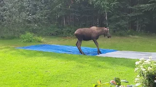 Moose Plays on Slip 'N Slide || ViralHog