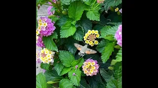 Der Schmetterling das „Taubenschwänzchen“ (Zeitlupe) sieht wie ein Kolibri aus, ist aber ein Insekt