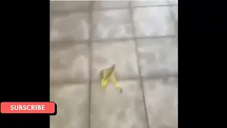 Slipping on a Banana Peel Meme