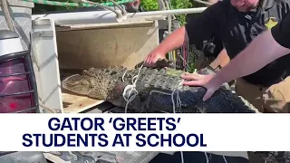 Video: 7-foot alligator greets Florida students in drop-off line at school