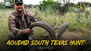 Aoudad South Texas Hunt