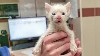 Котенок зовет свою маму человеческим языком До слез rescue stray kitten