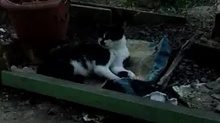 gato se limpando no meio da bagunça da construção
