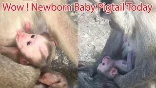 Amazing How Cute And Adorable Newborn Baby Pigtail Monkey Today ? Pigtail Monkeys 398