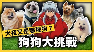 沙皮狗、巴哥、鬥牛犬要怎麼分？狗狗其實也會流汗？狗狗冷知識大集合！ft. 台灣動物社會研究會《七七大挑戰》 EP 013｜志祺七七