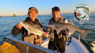 Angel Island striper bite on fire! Halibut and Striper fishing San Francisco Bay