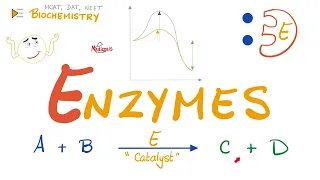 Enzymes | Catalysts | Structure & Function | Biochemistry 🧪