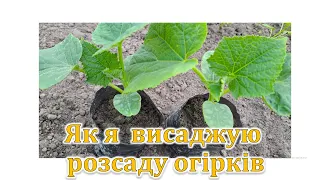 Як я висаджую розсаду огірків.Завжди є великий врожай!