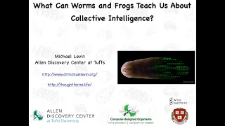 What can worms and frogs teach us about collective intelligence?