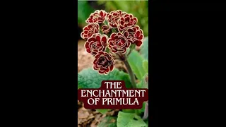 The Enchantment of Primula