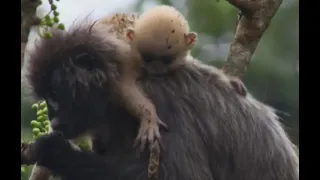 Wildest India - Python Eats Baby Monkey