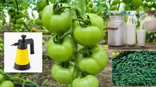 3 Soluții, ingrasamant.Fingicid  Insecticid Fertilizant Organic pentru Castraveți Rosii Vinete Ardei