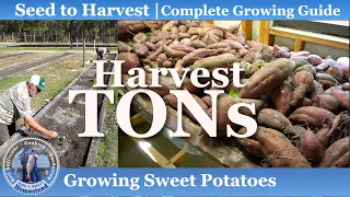 How To Grow TONs of Sweet Potatoes